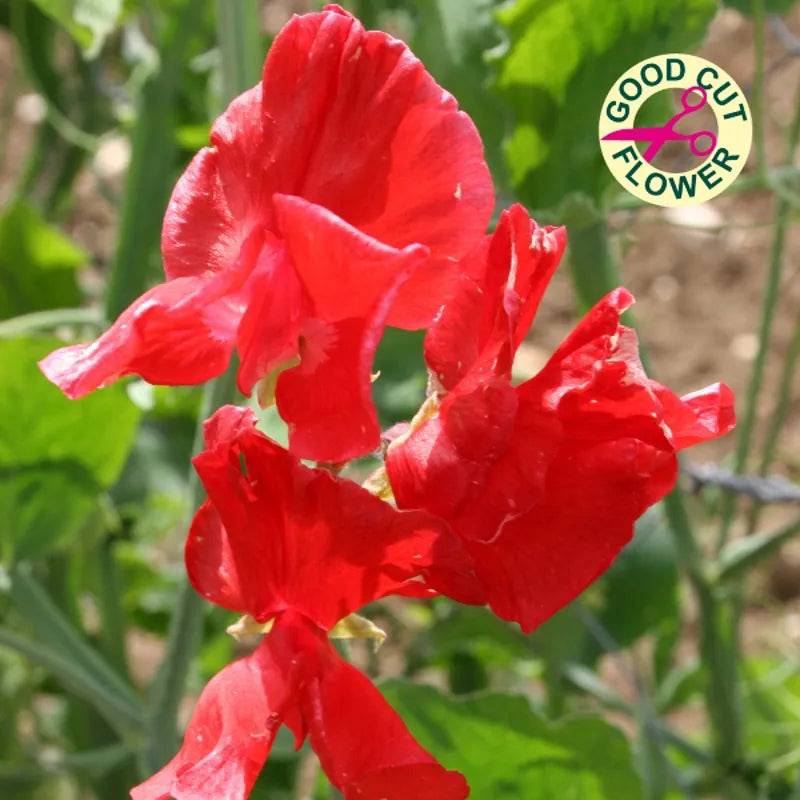 King Seeds Sweet Pea Air Warden