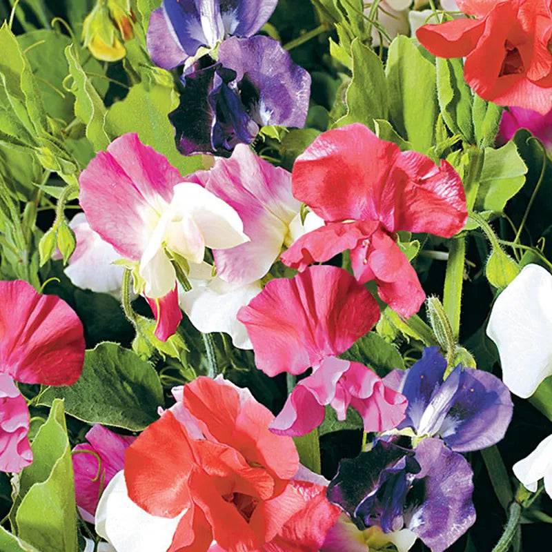 King Seeds Sweet Pea Little Sweetheart Mixed
