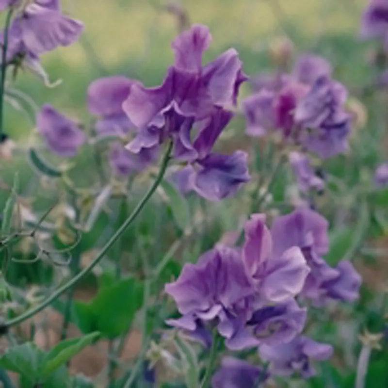 King Seeds Sweet Pea Noel Sutton