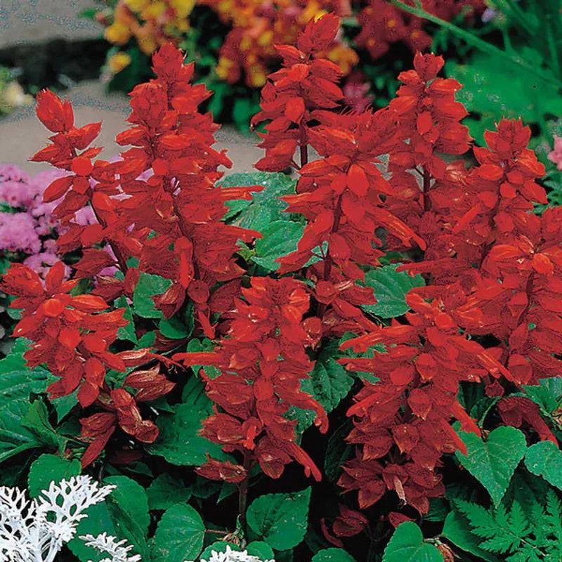 Kings Seeds Salvia Blaze of Fire