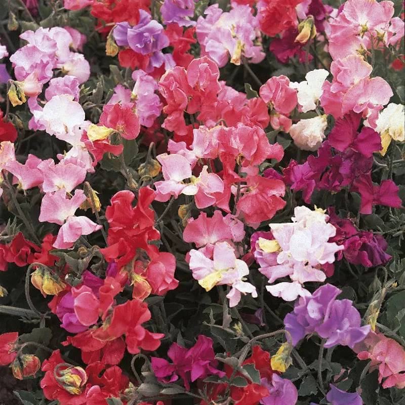 Kings Seeds Sweet Pea Perfume Delight