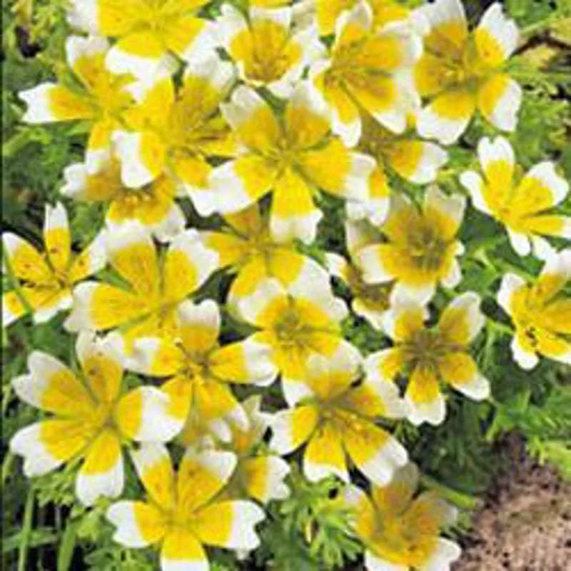 Limnanthes Douglasii by Kings Seeds