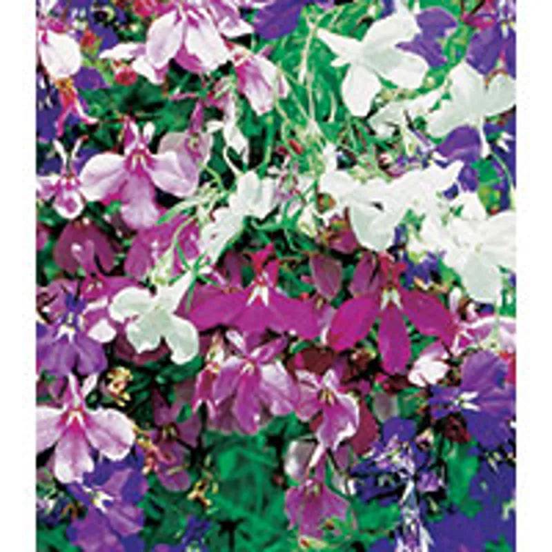 Lobelia Pendula Cascade Mixed by Kings Seeds