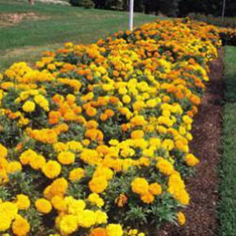 Marigold African Crackerjack by Kings Seeds