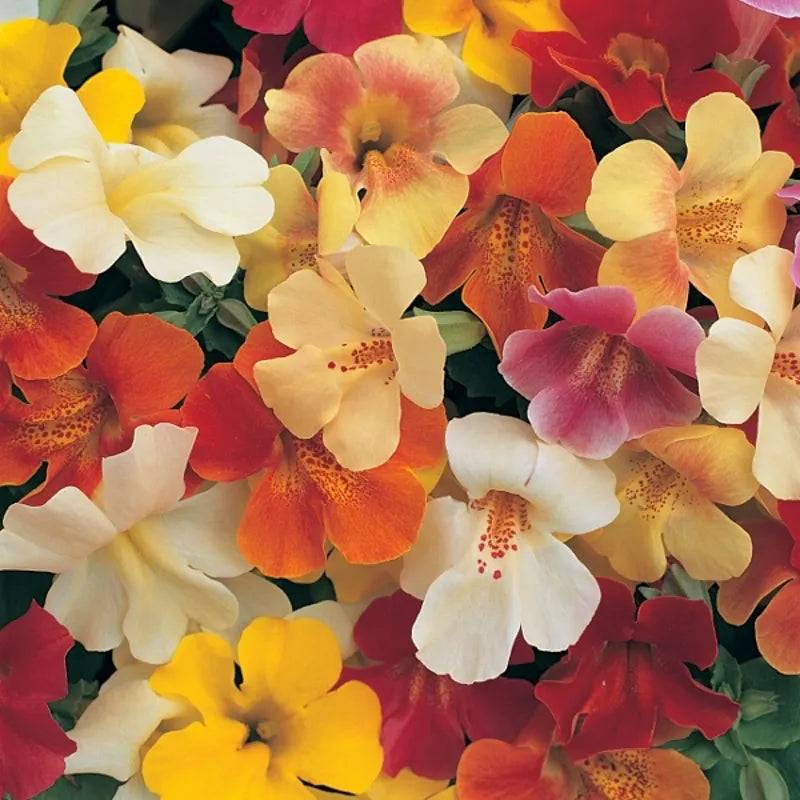 Mimulus Magic Mixed F1 by Kings Seeds