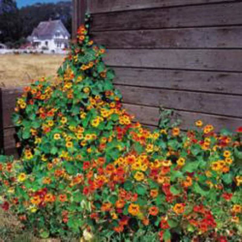 Nasturtium Tall Single Mixed Seeds