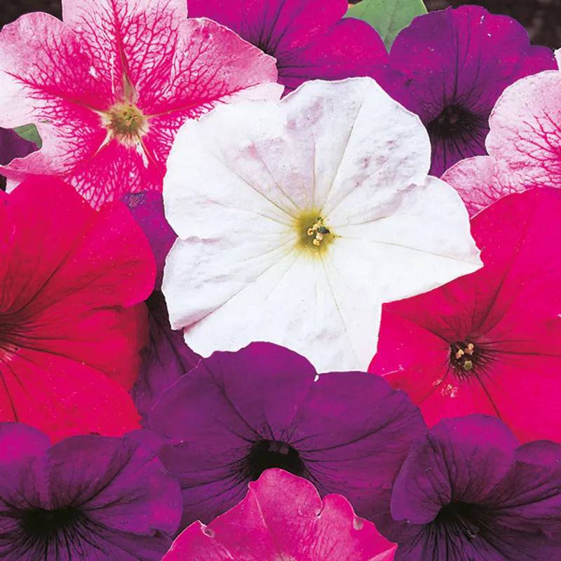 Petunia Merlin Mixed F1