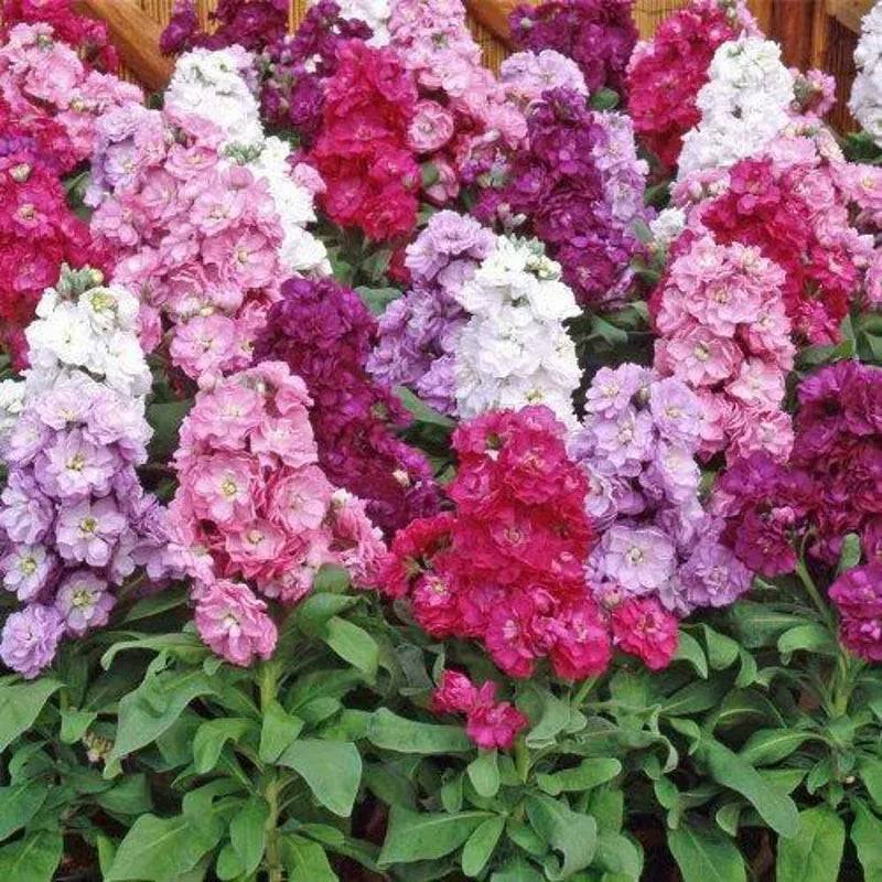 Stock Ten Week Dwarf Mixed E.W. King & Co. Ltd.