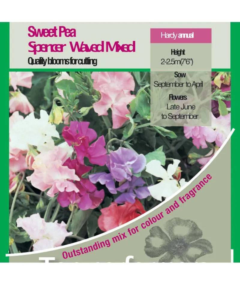 Sweet Pea Kings Spencer Waved