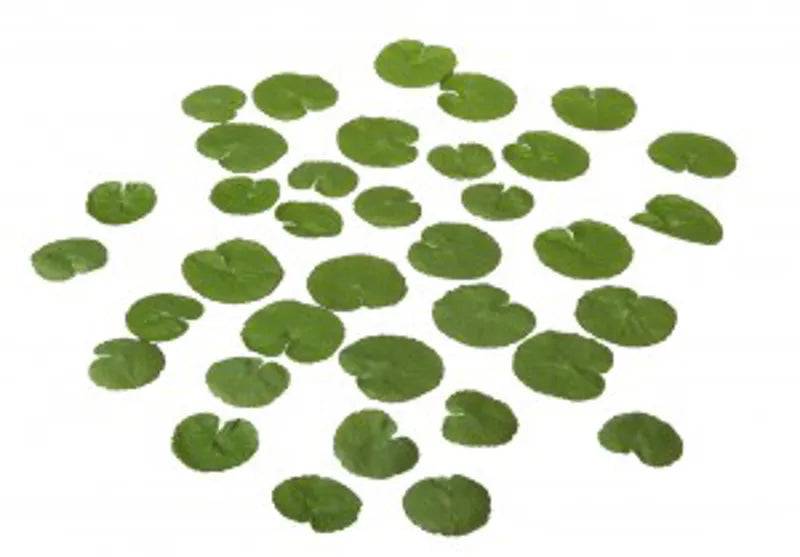 Velda Lotus Leaf 4-5cm