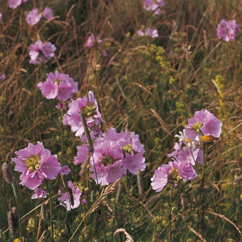 Wild Flower Musk Mallow