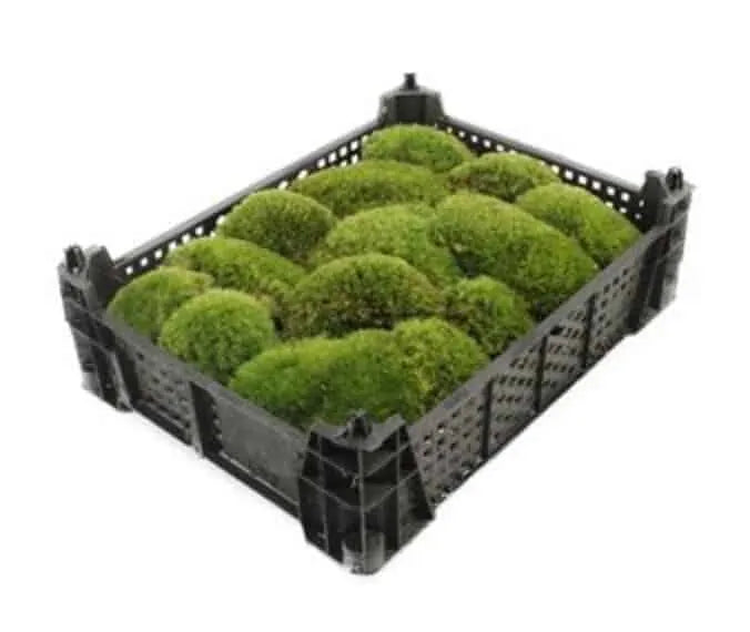 Buzzard Reptile Cushion Moss