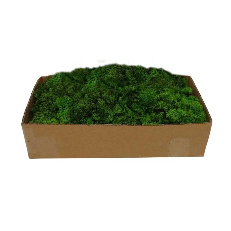REINDEER MOSS GREEN 500GR