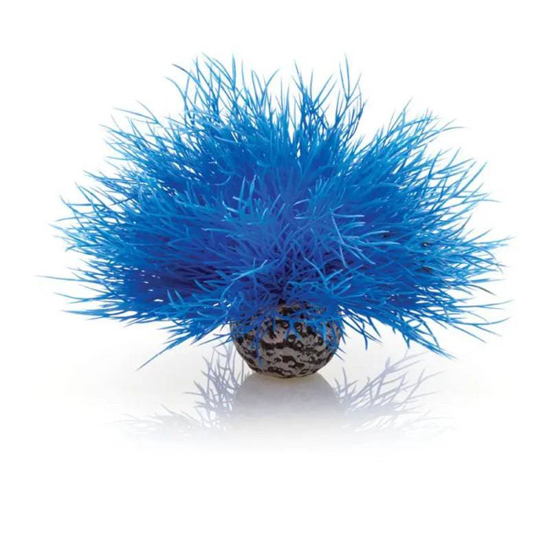 biOrb Aquatic Blue Sea Lily