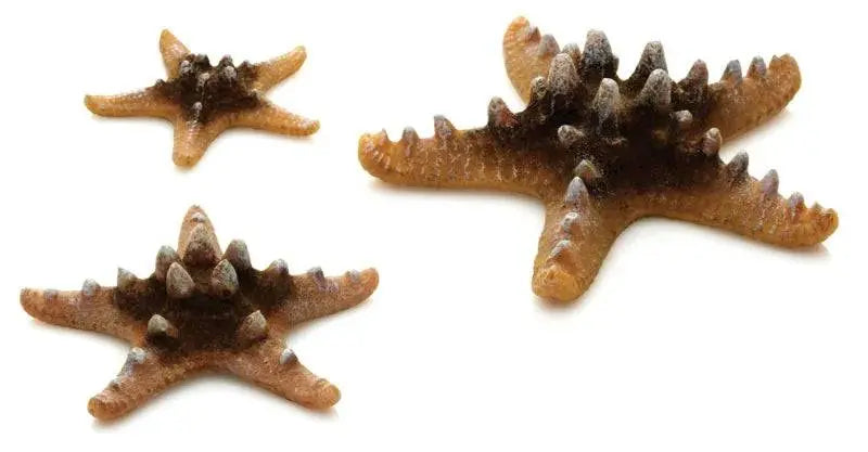 biOrb Natural Sea Star x3. Oase (Uk) Ltd