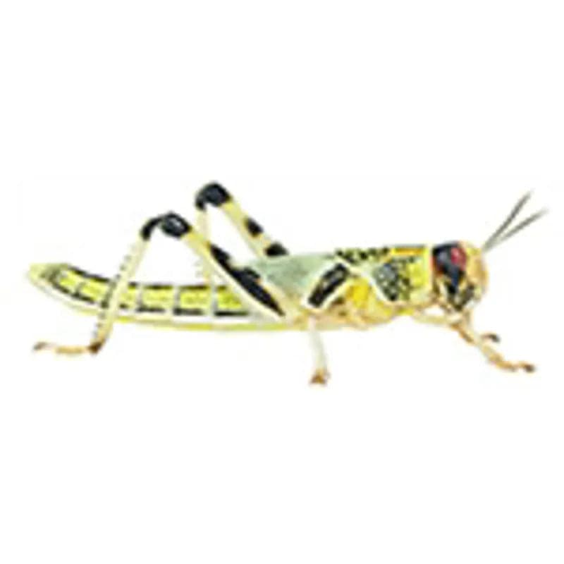 Live Locust Hopper Xtra Large Per Tub