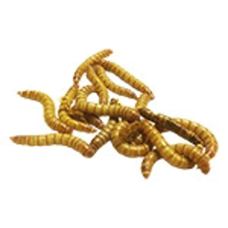 Live Mealworms Tubs Per Tub Peregrine Livefoods Ltd