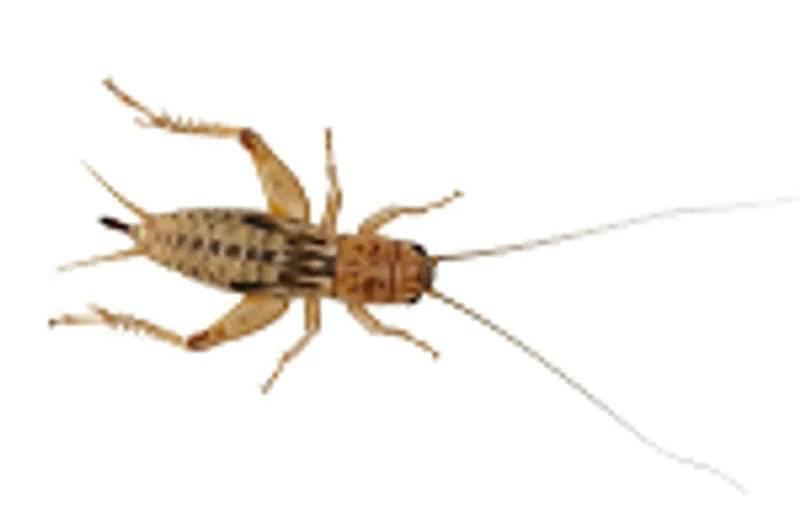 Live Silent Crickets Small Per Tub Peregrine Livefoods Ltd
