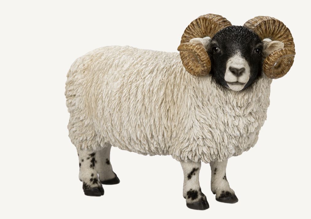 Scottish Blackface Ram Real Life Resin Ornament By Vivid Arts