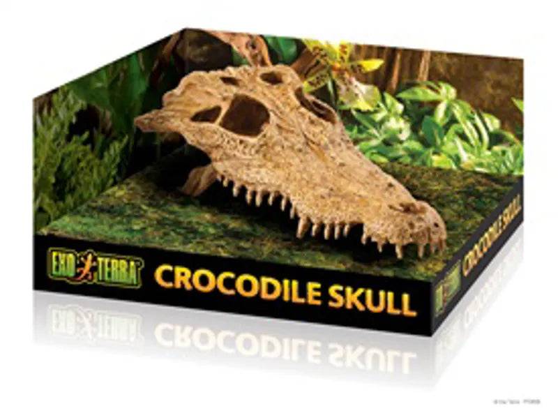 Crocodile Skull