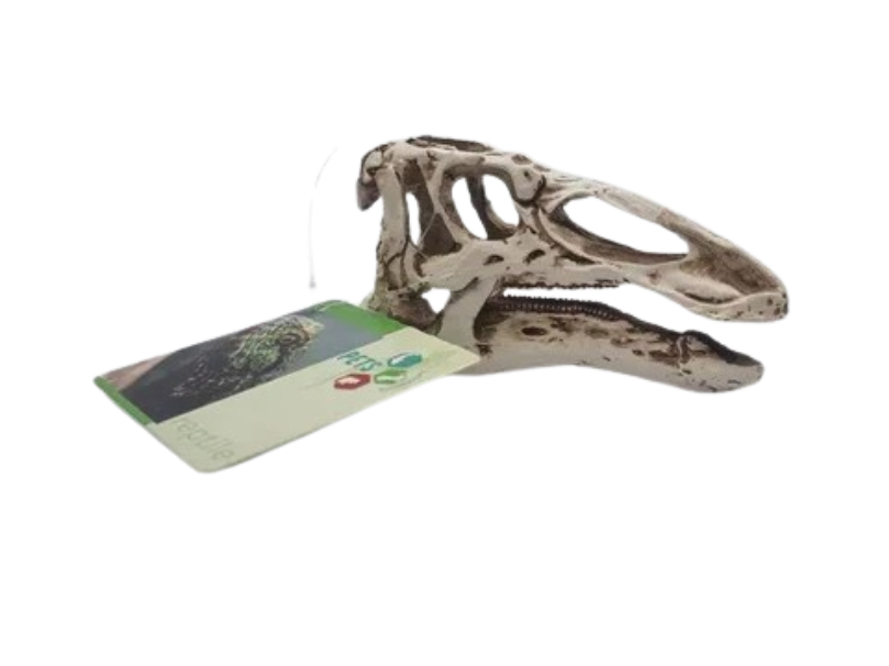 Reptile Skull Resin Ornament Size 10x3.5x5.8cm Pets 2 Wholesale