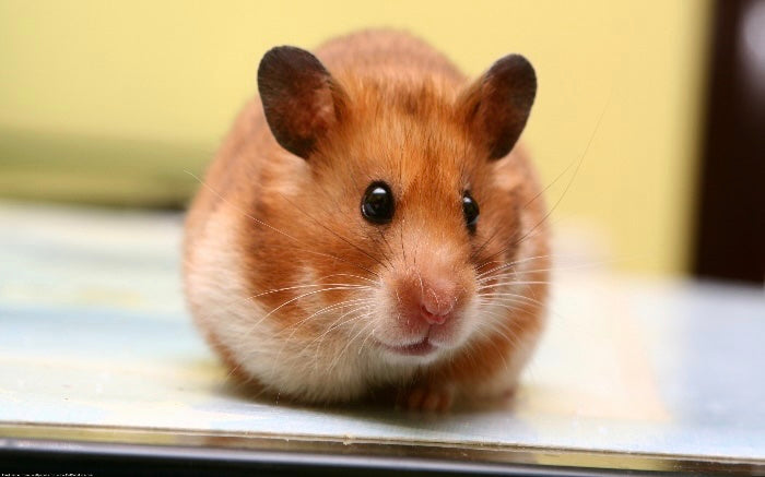 Syrian Hamster Male