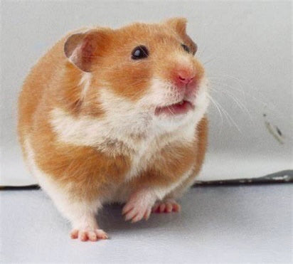 Syrian Hamster Male