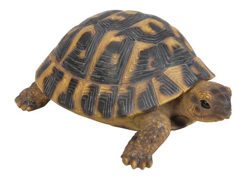 Real Life Hermann Tortoise Ornament Size F by Vivid Arts