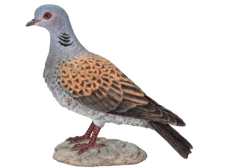 WBC Turtle Dove D