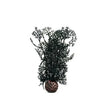 biOrb Black Sea Fan Aquarium Decoration Small Biorb