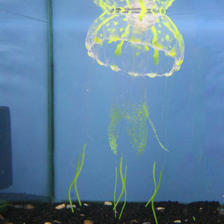 Betta Glow-in-the-Dark Jellyfish – Large Aquarium Decor