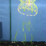 Betta Glow-in-the-Dark Jellyfish – Large Aquarium Decor