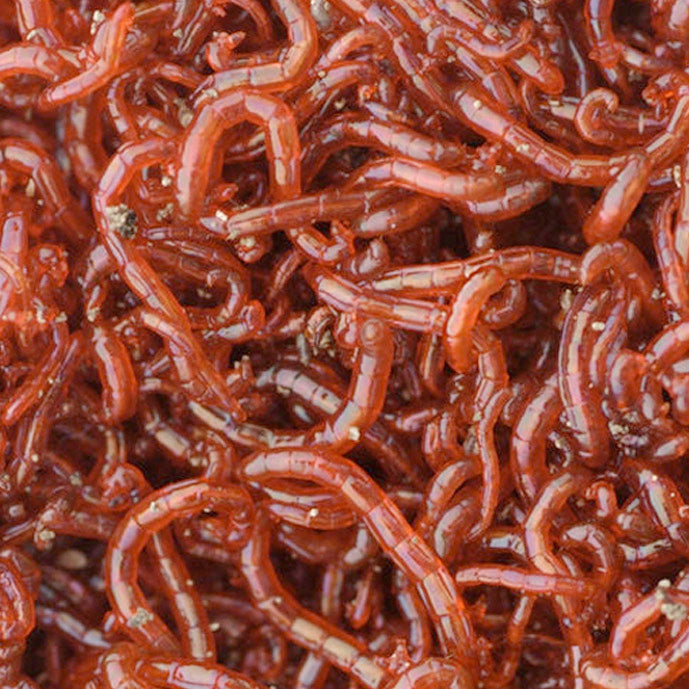 BCUK Frozen Bloodworm 1000g
