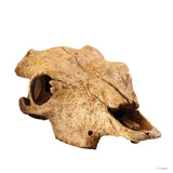 Exo Terra Buffalo Skull