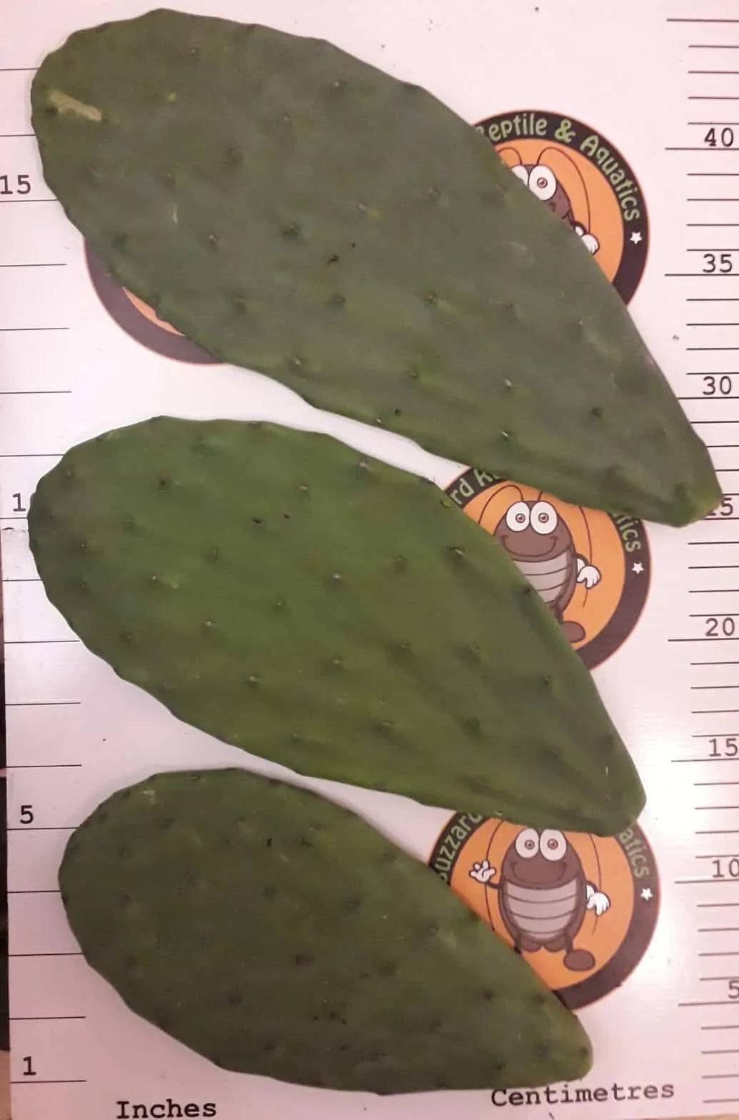 Buzzard Reptile Opuntia