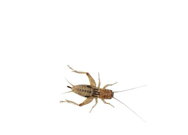 Live Silent Crickets Large (15-20mm) by Peregrine Peregrine Livefoods Ltd