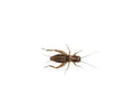 Live Silent Crickets (12-18mm) by Peregrine Peregrine Livefoods Ltd