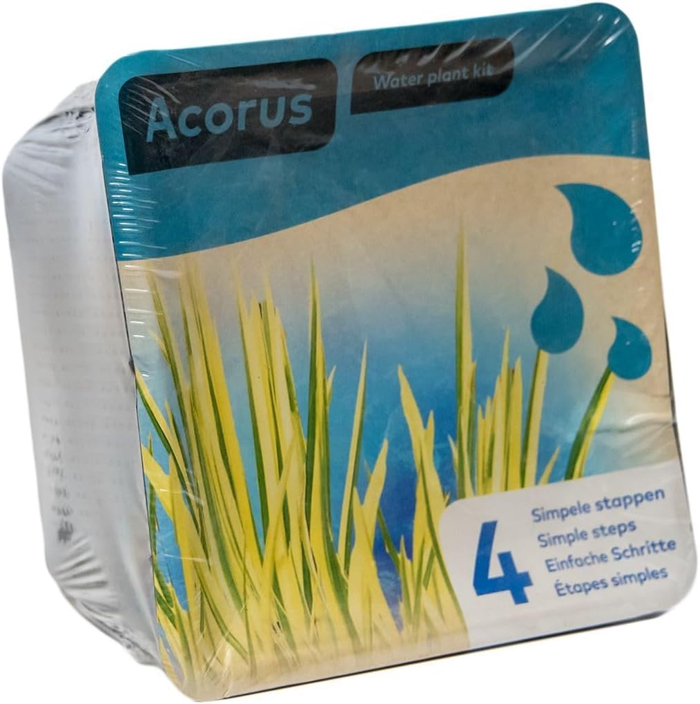 Acorus Water Plant Kit
