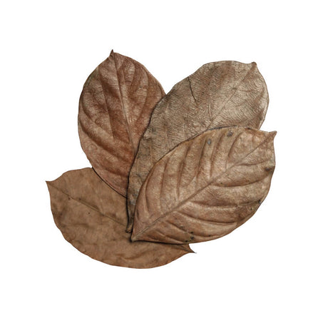 HabiStat Jackfruit Leaves 10pk – Natural Enclosure Enrichment