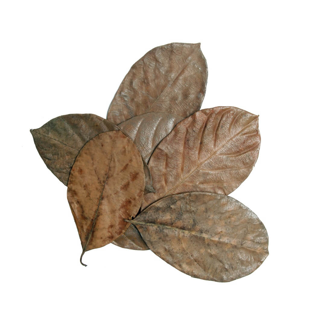 HabiStat Mixed Leaf Litter Pack of 30
