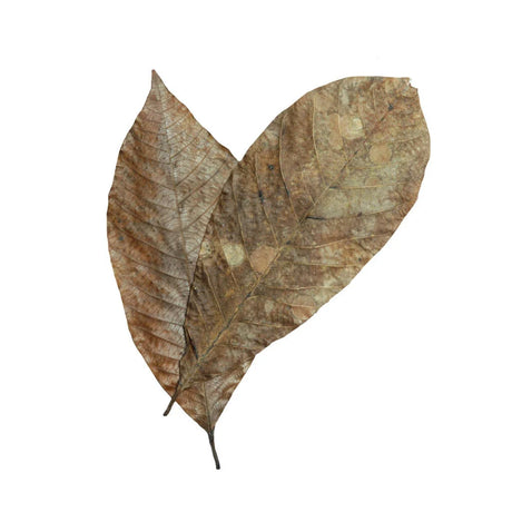 HabiStat Rubber Leaves 10pk | Enclosure Enrichment
