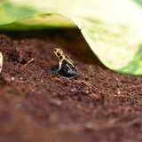 HabiStat Coir Mini Block 350g