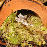 HabiStat Sphagnum Moss 1kg