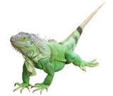 Iguana Care Sheet