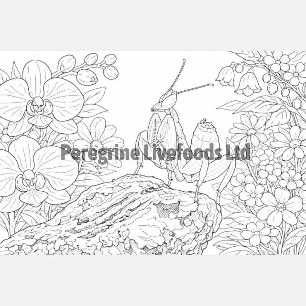 Exotics Keeper The Colouring Book of Invertebrates Peregrine Livefoods Ltd