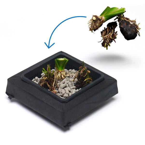 Floating Water Plant Kit