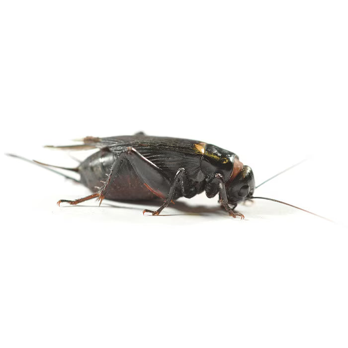 Large Black Crickets (25-30mm) by Monkfield