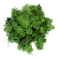 My Village Dark Green Reindeer Moss – 50g Pack Natural Textured Foliage Accent (SKU MYD31) My Village