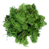 My Village Dark Green Reindeer Moss – 50g Pack Natural Textured Foliage Accent (SKU MYD31) My Village