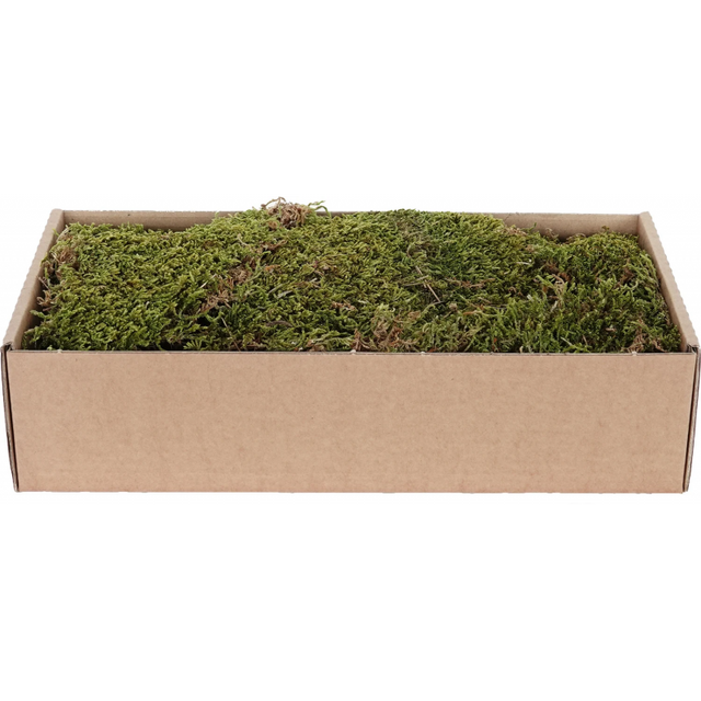 My Village Dried Flat Moss (500 g) – Natural Green-Brown Sheet Moss for Christmas Villages & Model Scenery Ground Cover | MYD73 Mill Race Garden Centre